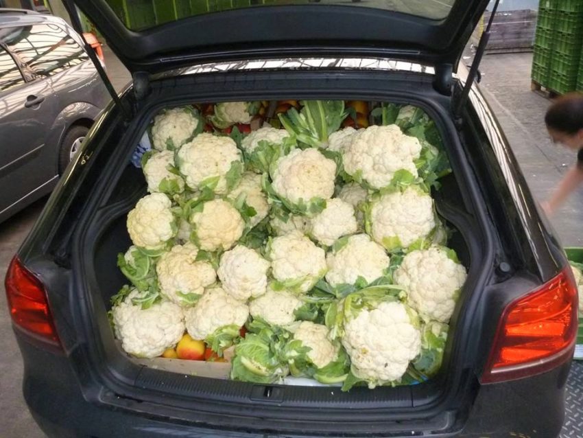 Kofferraum voll gerettetem Blumenkohl